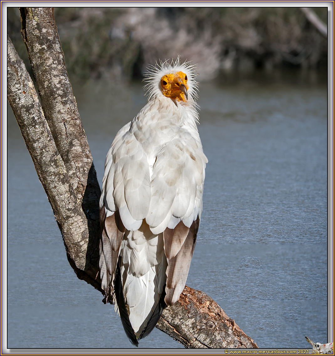 Vautour Percnoptère